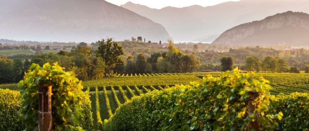 A green vineyard on a valley floor with a steep grey mountain ridge rising directly behind it.