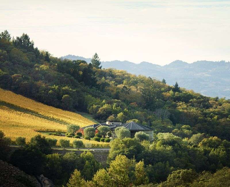 A wooded hillside with pale vineyard terraces among the trees, distant blue ridges on the horizon.
