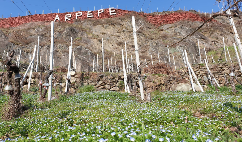 Old vines on wooden stakes growing from a rocky terraced slope, with the Ar.Pe.Pe. name painted on the retaining wall.