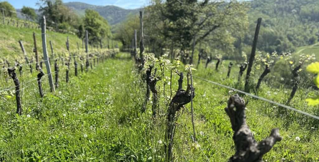 Old gnarled vines in a grassy row, new shoots just breaking, with wooded hills behind.