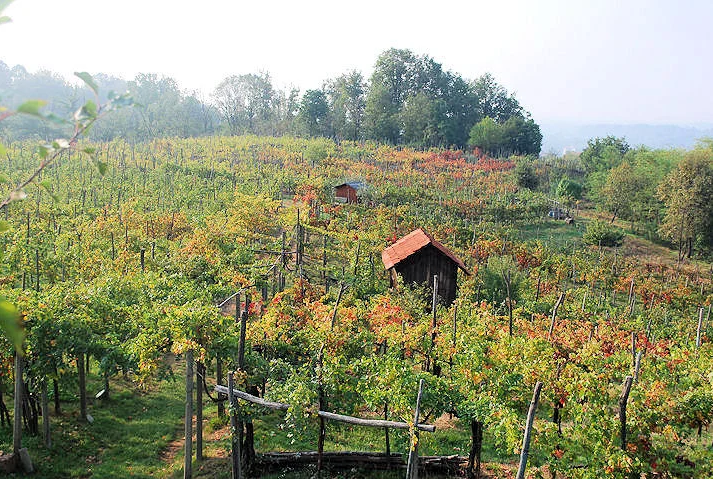 A vineyard in early autumn with a small red-roofed hut among the rows and woodland behind.