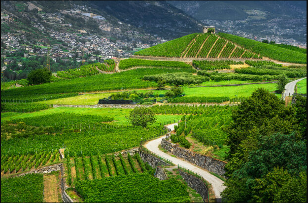 A green vineyard hill rising above a valley town, terraces divided by stone walls and hedgerows.