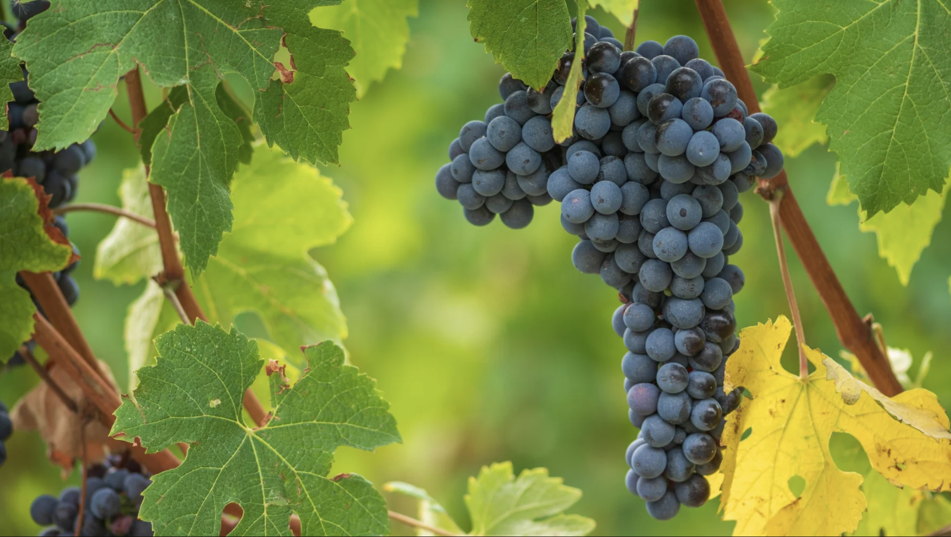 A ripe bunch of dark blue-black Nebbiolo grapes hanging on the vine.