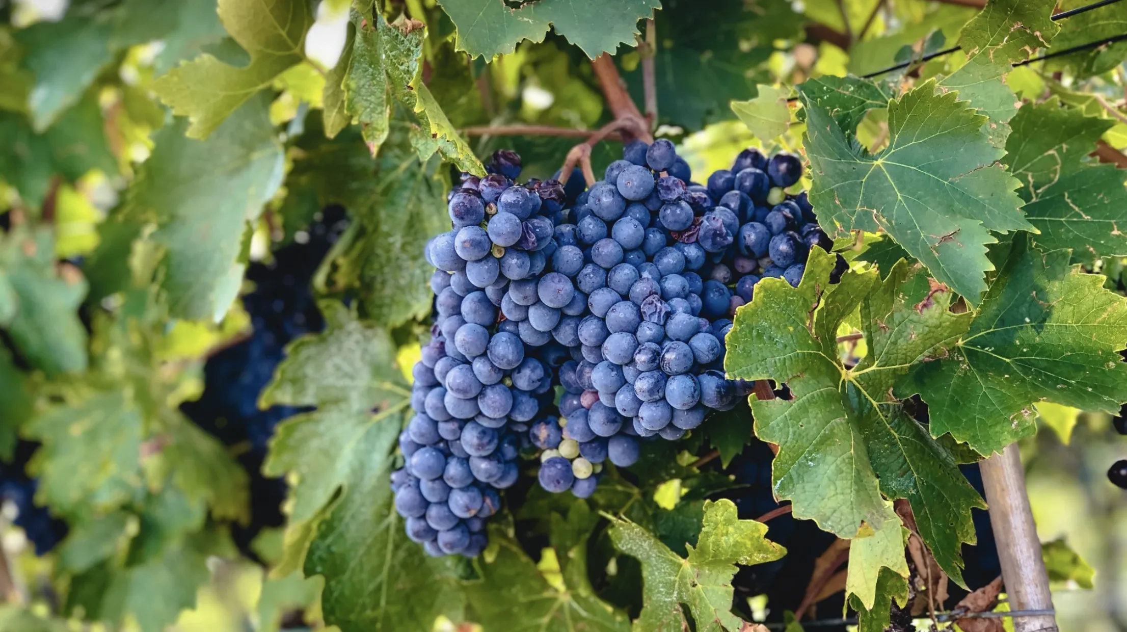 A ripe bunch of dark blue-purple Sangiovese grapes hanging on the vine.