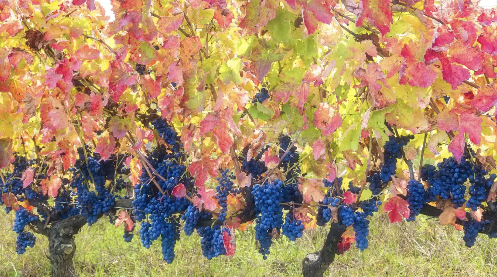 A row of Aglianico vines in autumn, red and yellow leaves above bunches of dark grapes.