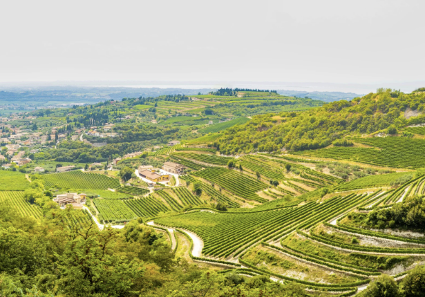 Amarone della Valpolicella vintage guide