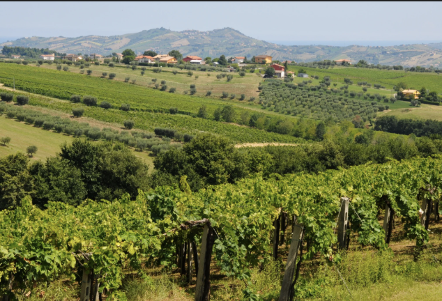 Montepulciano d'Abruzzo vintage guide
