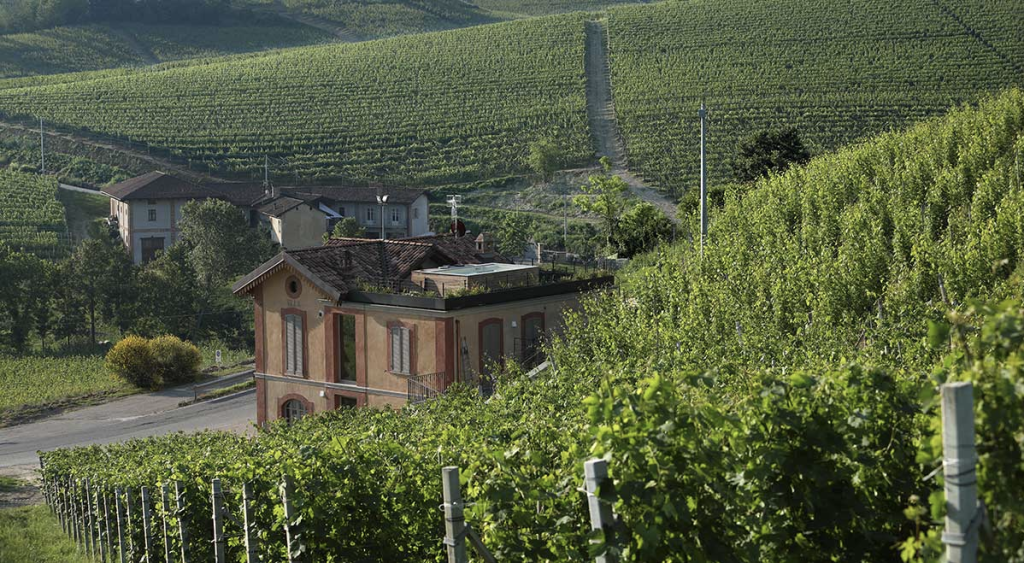 A pale farmhouse with a tiled roof standing among vineyards on a hillside.