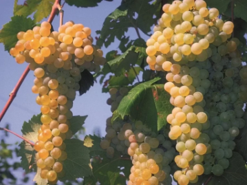 A ripe bunch of golden-amber Albana grapes hanging on the vine.