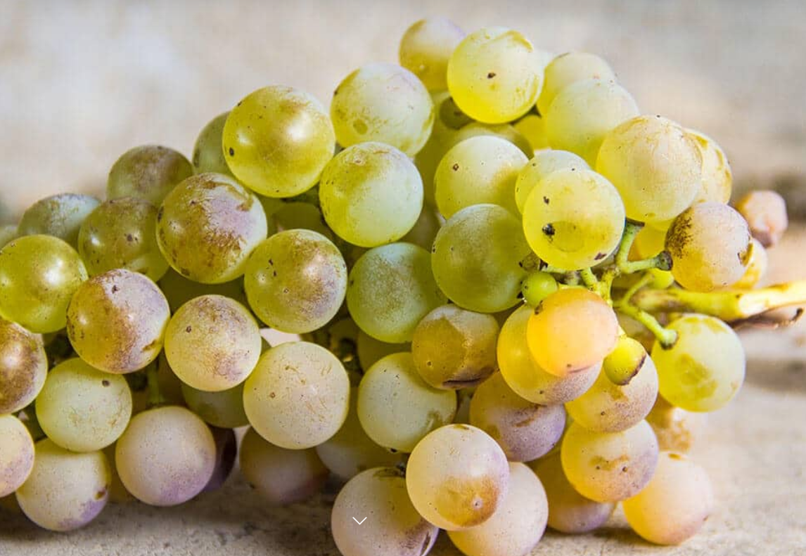 A ripe bunch of pale golden-green Albanello grapes hanging on the vine.