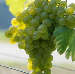 A ripe bunch of golden-green Albarola grapes hanging on the vine.
