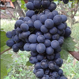 A ripe bunch of dark blue-black Albarossa grapes hanging on the vine.