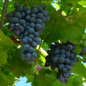 A ripe bunch of dark blue-black Aleatico grapes hanging on the vine.