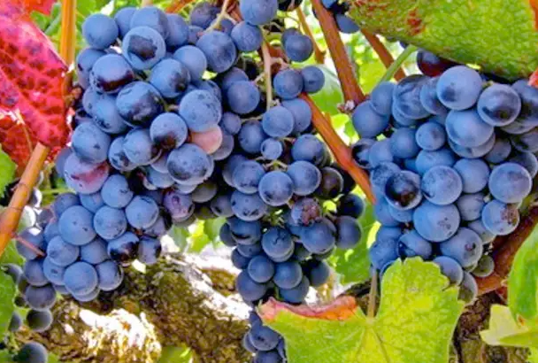 A ripe bunch of deep blue-purple Alicante grapes hanging on the vine.