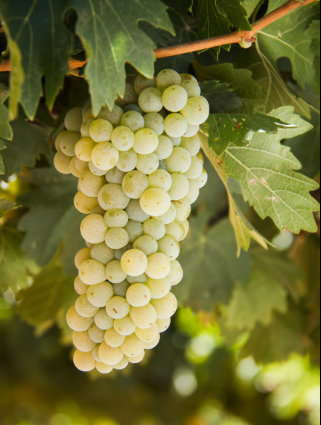 A ripe bunch of pale golden Arneis grapes hanging on the vine.