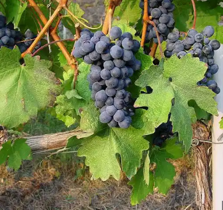 A ripe bunch of dark blue-purple Barbera grapes hanging on the vine.