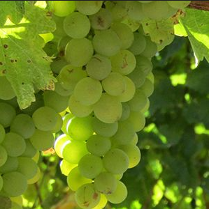 A ripe bunch of pale green Bianchetta grapes hanging on the vine.