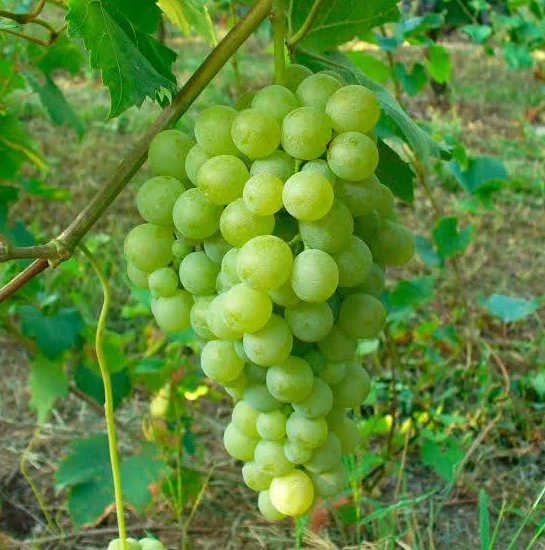 A ripe bunch of pale green Biancolella grapes hanging on the vine.