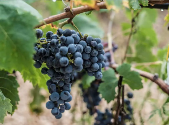 A ripe bunch of dark blue-black Bombino Nero grapes hanging on the vine.