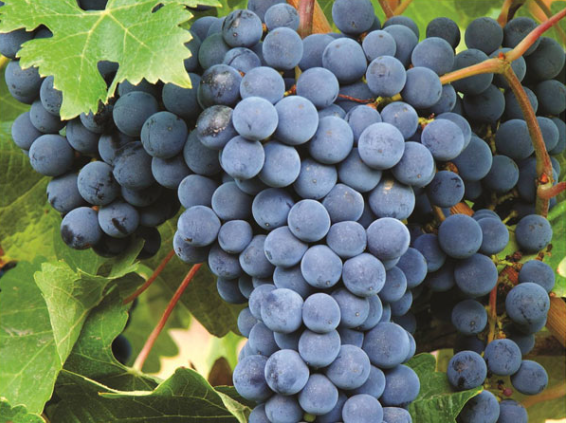 A ripe bunch of dark blue Bonarda grapes hanging on the vine.