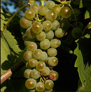 A ripe bunch of golden-bronze Bosco grapes hanging on the vine.