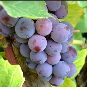 A ripe bunch of dusty purple Bovale grapes hanging on the vine.