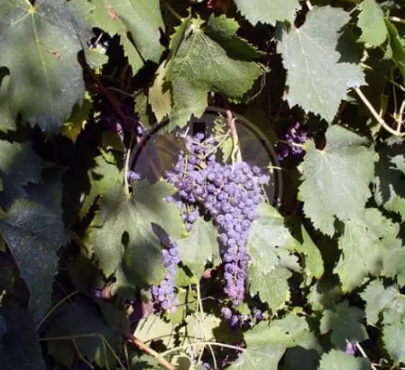 Small bunches of dark Bracciola Nera grapes half-hidden beneath dusty vine leaves.