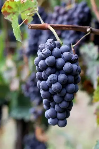 A ripe bunch of dark blue-black Brachetto grapes hanging on the vine.