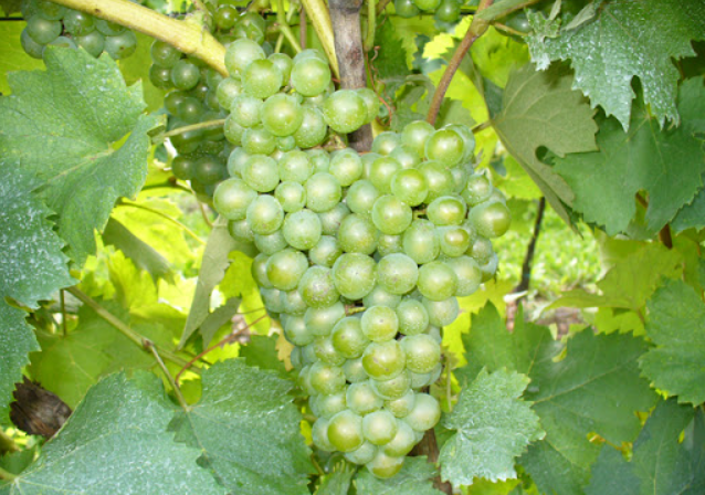 A ripe bunch of pale green Bussanello grapes hanging on the vine.