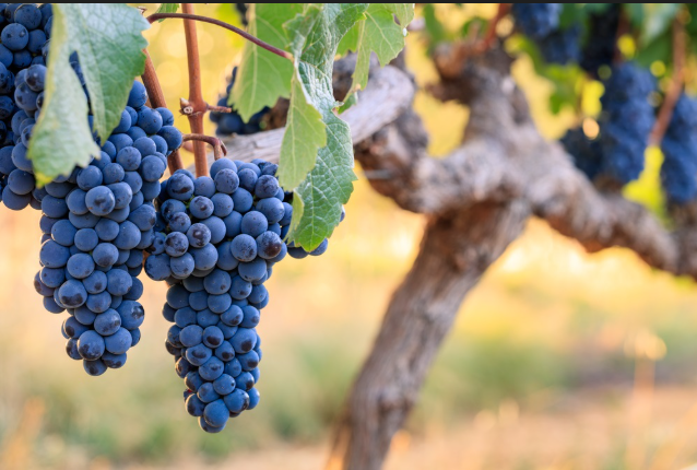 A ripe bunch of dark blue-black Cabernet Franc grapes hanging on the vine.