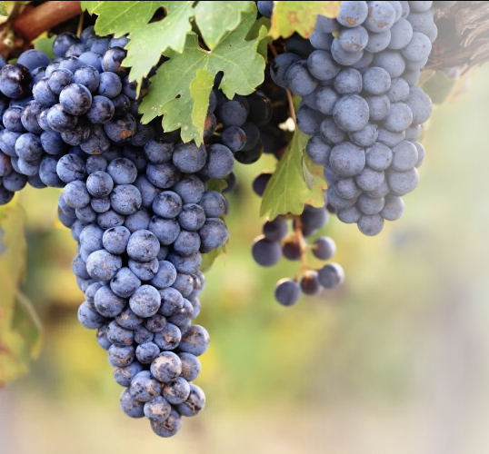 A ripe bunch of dark blue-black Cabernet Sauvignon grapes hanging on the vine.