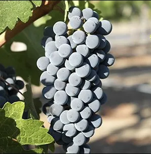 A ripe bunch of dark blue-black Canaiolo grapes hanging on the vine.