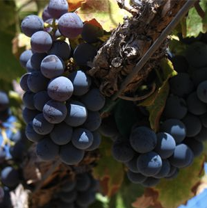 A ripe bunch of dark blue-black Cannonau grapes hanging on the vine.