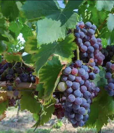 A ripe bunch of purple-red Carignano grapes hanging on the vine.