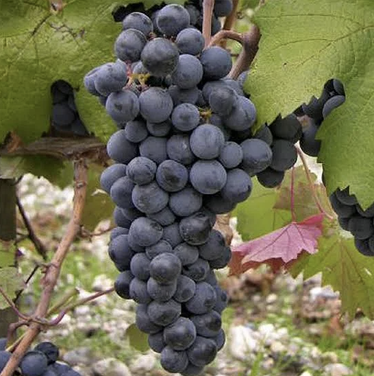A ripe bunch of dark blue-black Carmenère grapes hanging on the vine.
