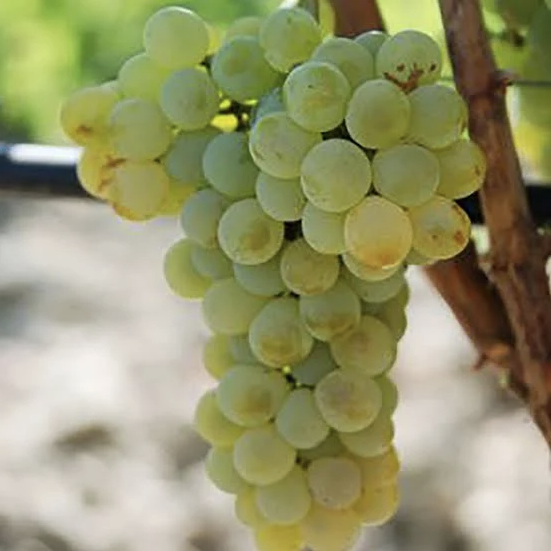 A ripe bunch of golden-green Carricante grapes hanging on the vine.