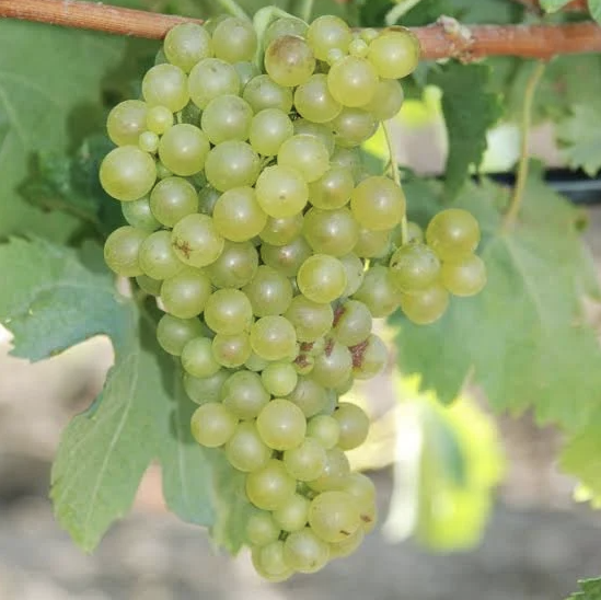 A ripe bunch of pale golden-green Catarratto grapes hanging on the vine.