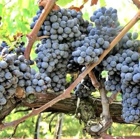 A ripe bunch of grey-blue Cesanese grapes hanging on the vine.