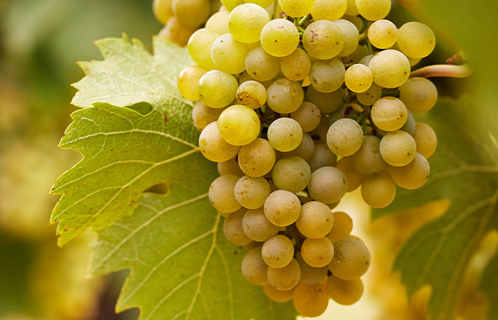 A ripe bunch of golden-yellow Chardonnay grapes hanging on the vine.
