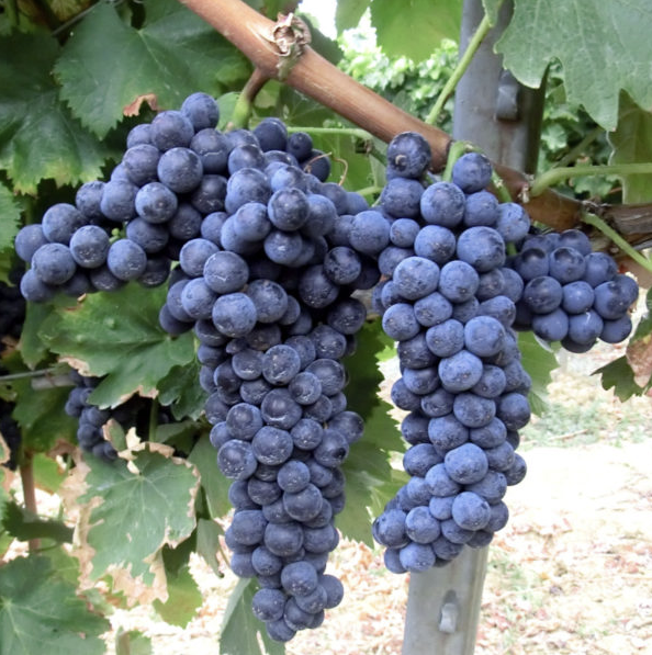 A ripe bunch of dark blue-black Ciliegiolo grapes hanging on the vine.