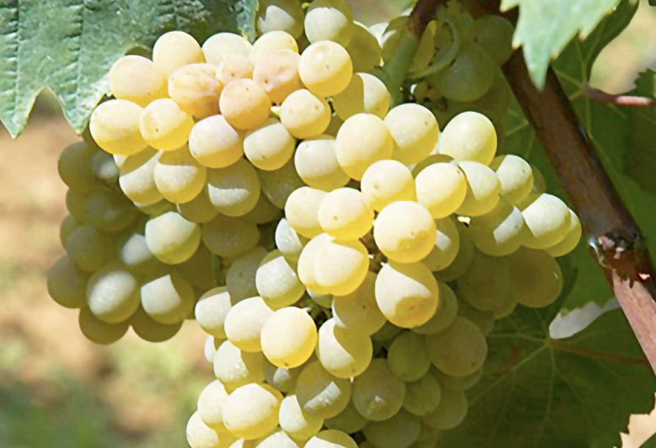 A ripe bunch of pale golden Coda di Volpe grapes hanging on the vine.