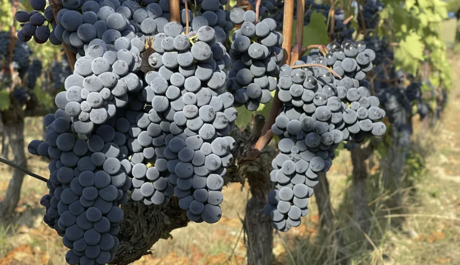 A ripe bunch of dark blue-black Colorino grapes hanging on the vine.