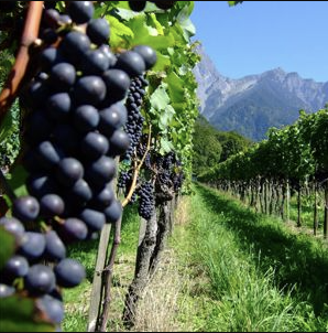 Bunches of dark Cornalin grapes on a vine, with a grassy vineyard row and mountains behind.