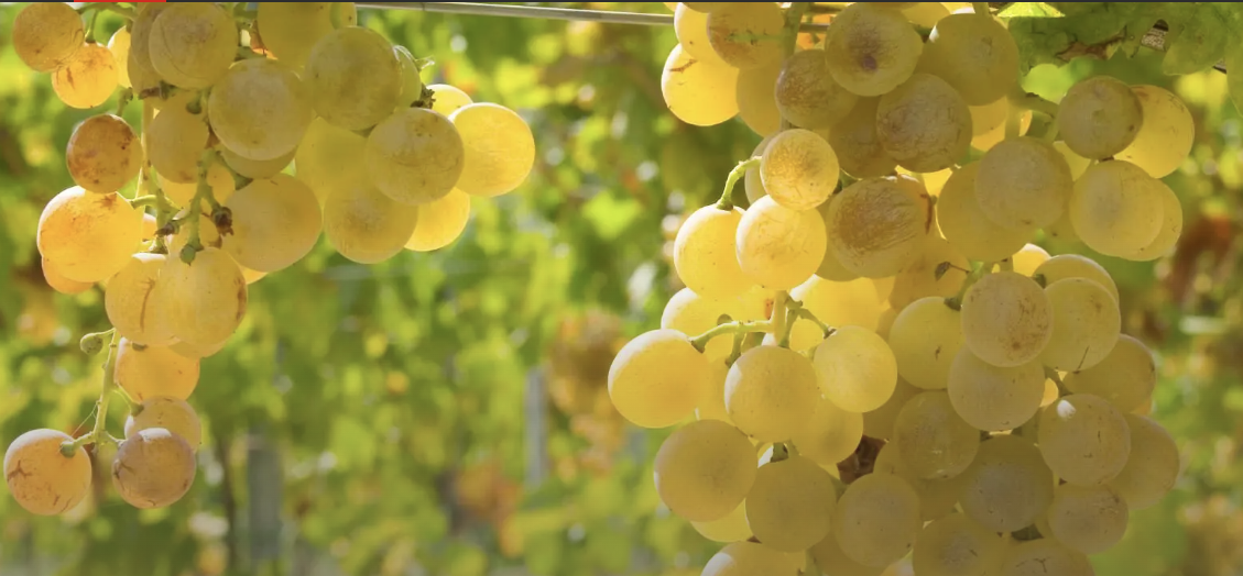 A ripe bunch of golden-yellow Cortese grapes hanging on the vine.