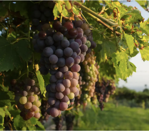 A ripe bunch of purple-red Corvina grapes hanging on the vine.