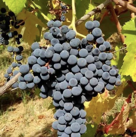 A ripe bunch of dark blue Croatina grapes hanging on the vine.