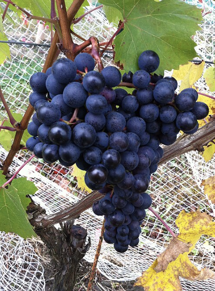 A ripe bunch of deep blue-black Dolcetto grapes hanging on the vine.