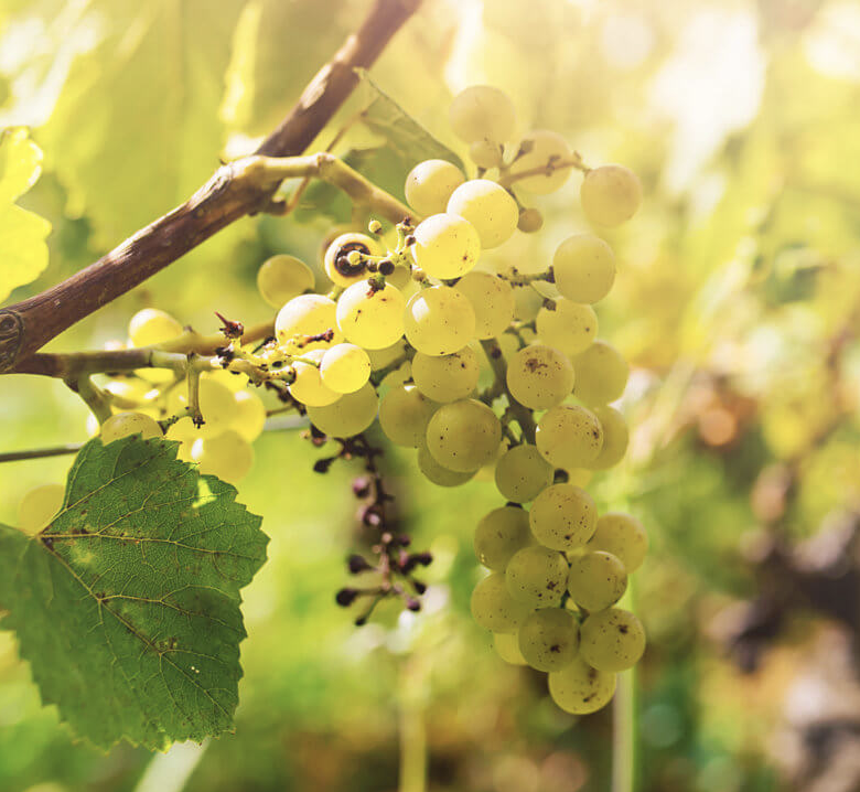 A ripe bunch of pale green-gold Drupeggio grapes hanging on the vine.