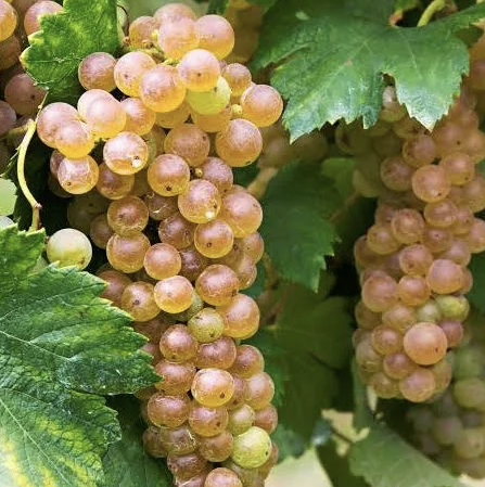 A ripe bunch of copper-pink Erbaluce grapes hanging on the vine.