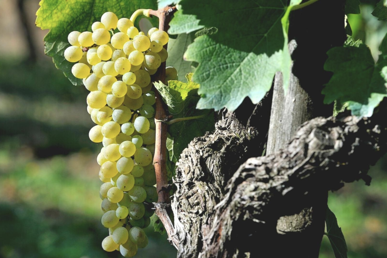 A ripe bunch of golden-green Falanghina grapes hanging on the vine.